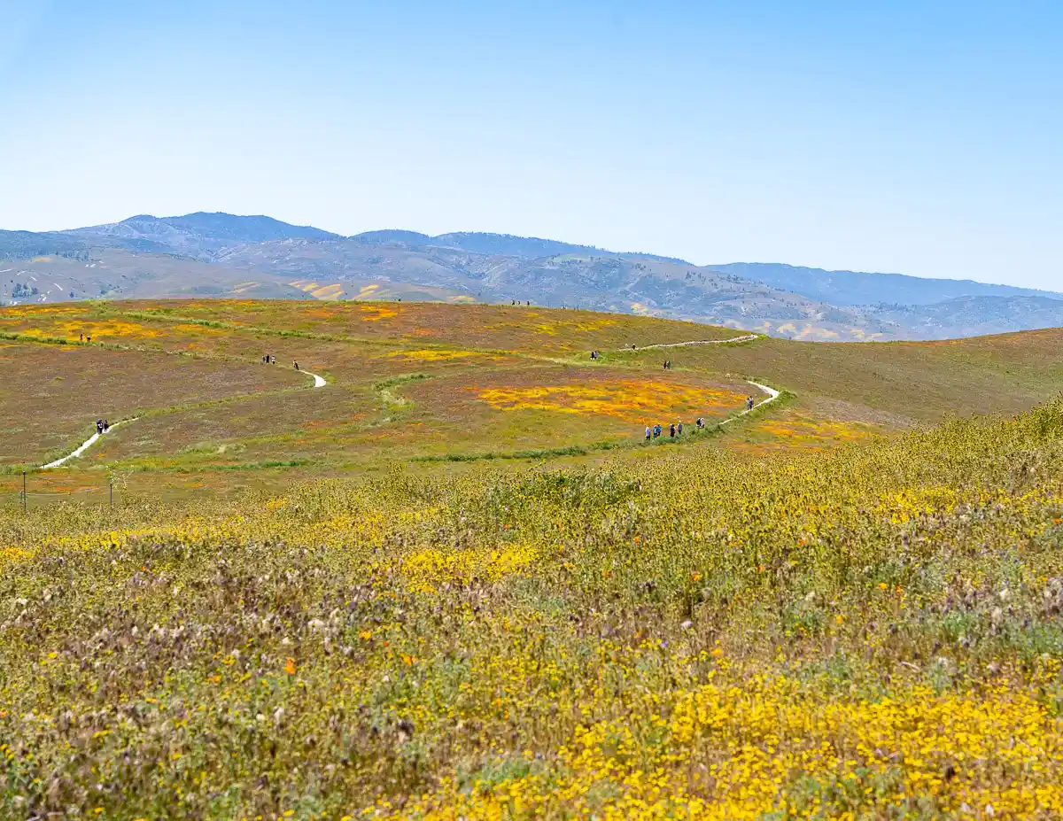 viewpoint of trails at the antelope valley poppy reserve