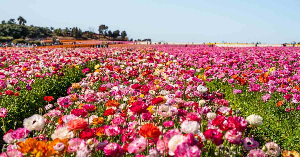 featured blog post of fields of pink flowers at carlsbad flower fields