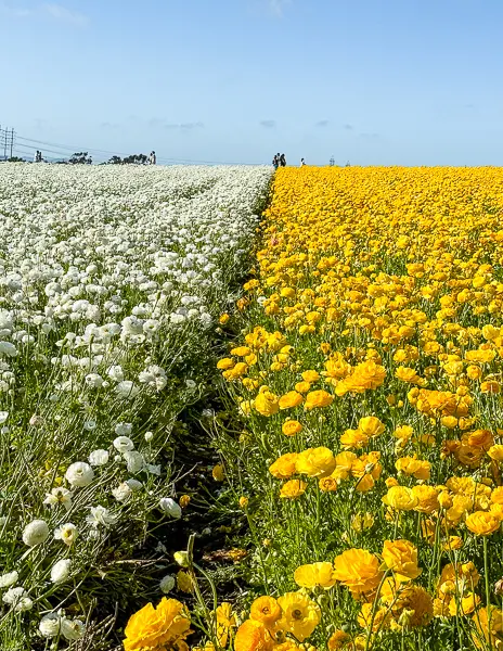 A striking contrast of white and yellow Giant Tecolote Ranunculus flowers in full bloom at The Flower Fields in Carlsbad, California, stretching toward the horizon under a bright blue sky.