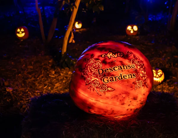 carved pumpkin with the carved at descanso gardens artwork on it