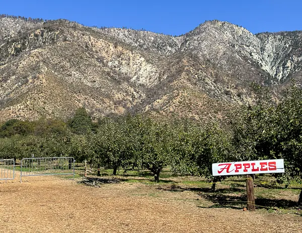 Apple orchard with mountains in the background at Los Rios Rancho.