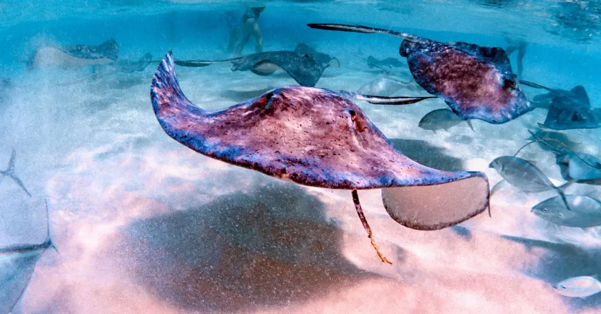 featured blog image image captures a close-up view of stingrays swimming gracefully in the crystal-clear waters of Grand Cayman. The underwater perspective highlights the stingrays' smooth, flowing movements and the serene, sandy ocean floor, creating an inviting scene for those interested in marine life encounters.
