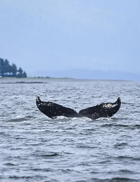A humpback whale tail spotted during a whale watching tour near Juneau, Alaska.