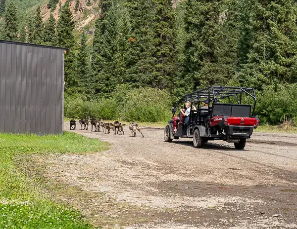 Dogs pulling a wheeled summer sled on a trail in Alaska, an alternative to glacier dog sledding offered on some Alaska cruise excursions.