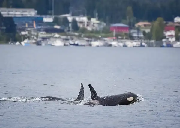 Orca swimming near the surface in coastal Alaska waters with shoreline and boats in the background, spotted during a whale watching tour.