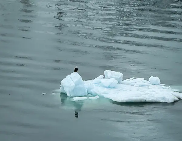 A bald eagle perched on a small iceberg floating in icy Alaskan waters, seen during a cruise through glacier territory.