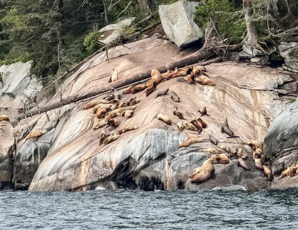 Sea lions resting on rocky shoreline seen during a tour from Skagway, Alaska