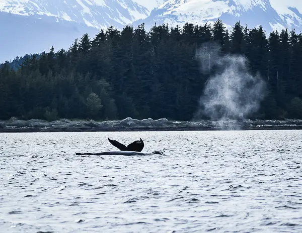 Humpback whale surfacing with a visible spout off the coast of Alaska in Juneau, snow-capped mountains and evergreen forest in the background.