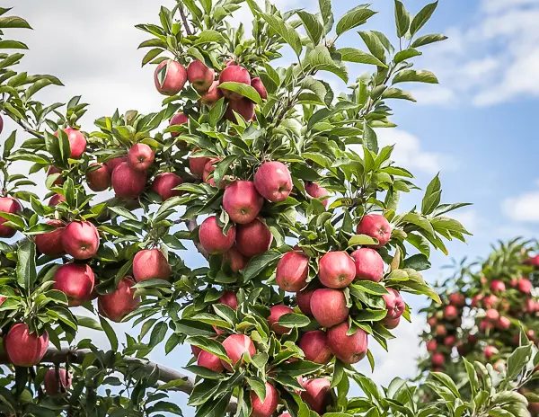 Ripe red apples hanging on a tree in an orchard in New York’s Hudson Valley during fall harvest