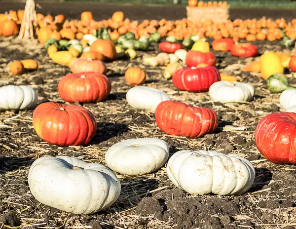 Pumpkin patch in Half Moon Bay with colorful pumpkins spread across a field during fall.