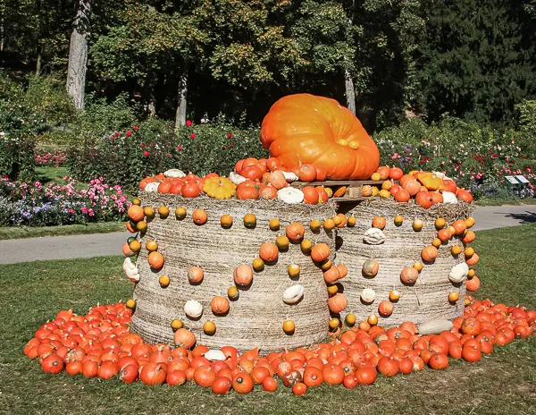 Pumpkin display at the Ludwigsburg Pumpkin Festival in Germany, featuring giant pumpkins and decorative arrangements.
