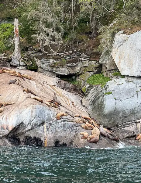 Sea lions resting on rocks near a small waterfall during the boat ride back to Skagway.