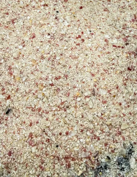 Close-up of wet pink sand on a Bermuda beach, showing reddish shell fragments mixed throughout.
